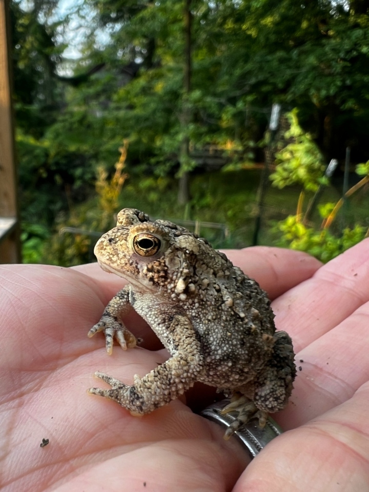 American Toad